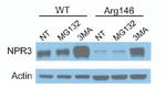 NPR3 Antibody in Western Blot (WB)