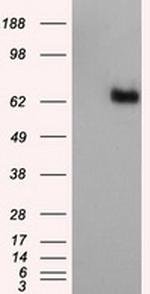 NPR3 Antibody in Western Blot (WB)