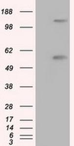 NPR3 Antibody in Western Blot (WB)