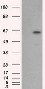NPR3 Antibody in Western Blot (WB)