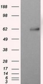 NPR3 Antibody in Western Blot (WB)