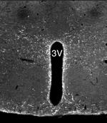 NPS Antibody in Immunohistochemistry (IHC)