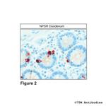 NPSR, Neuropeptide S Receptor Antibody in Immunohistochemistry (Paraffin) (IHC (P))