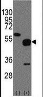 NPTX2 Antibody in Western Blot (WB)