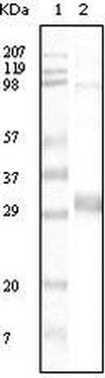 Neomycin Phosphotransferase II Monoclonal Antibody (4B4D1)