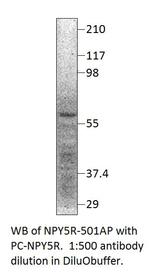 NPY5R Polyclonal Antibody