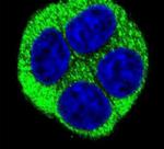 NQO1 Antibody in Immunocytochemistry (ICC/IF)