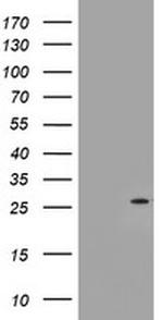 NQO2 Antibody in Western Blot (WB)