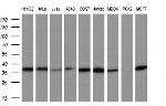 NR0B2 Antibody in Western Blot (WB)