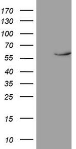 NR1D2 Antibody in Western Blot (WB)