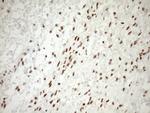 NR1H3 Antibody in Immunohistochemistry (Paraffin) (IHC (P))