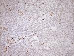 NR1H3 Antibody in Immunohistochemistry (Paraffin) (IHC (P))
