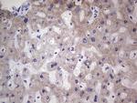 NR1I3 Antibody in Immunohistochemistry (Paraffin) (IHC (P))