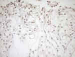 NR1I3 Antibody in Immunohistochemistry (Paraffin) (IHC (P))