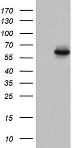 NR2C1 Antibody in Western Blot (WB)