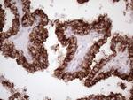 NR2C2 Antibody in Immunohistochemistry (Paraffin) (IHC (P))