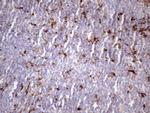NR2C2 Antibody in Immunohistochemistry (Paraffin) (IHC (P))