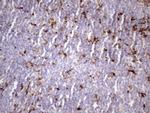 NR2C2 Antibody in Immunohistochemistry (Paraffin) (IHC (P))
