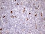 NR2C2 Antibody in Immunohistochemistry (Paraffin) (IHC (P))