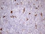 NR2C2 Antibody in Immunohistochemistry (Paraffin) (IHC (P))