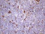 NR2C2 Antibody in Immunohistochemistry (Paraffin) (IHC (P))