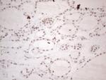 NR2C2 Antibody in Immunohistochemistry (Paraffin) (IHC (P))