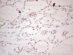 NR2C2 Antibody in Immunohistochemistry (Paraffin) (IHC (P))