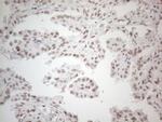 NR2C2 Antibody in Immunohistochemistry (Paraffin) (IHC (P))