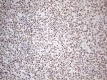 NR2C2 Antibody in Immunohistochemistry (Paraffin) (IHC (P))