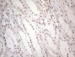 NR2C2 Antibody in Immunohistochemistry (Paraffin) (IHC (P))