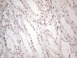 NR2C2 Antibody in Immunohistochemistry (Paraffin) (IHC (P))