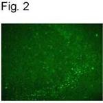 Nurr1 Polyclonal Antibody
