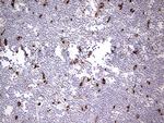 NR4A3 Antibody in Immunohistochemistry (Paraffin) (IHC (P))