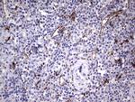 NR4A3 Antibody in Immunohistochemistry (Paraffin) (IHC (P))
