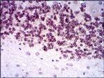 GCNF Antibody in Immunohistochemistry (Paraffin) (IHC (P))