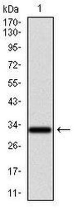 GCNF Antibody in Western Blot (WB)