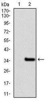 GCNF Antibody in Western Blot (WB)