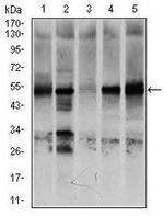 GCNF Antibody in Western Blot (WB)
