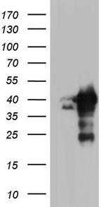 NRBF2 Antibody in Western Blot (WB)