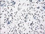 NRBP1 Antibody in Immunohistochemistry (Paraffin) (IHC (P))