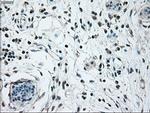 NRBP1 Antibody in Immunohistochemistry (Paraffin) (IHC (P))