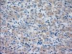 NRBP1 Antibody in Immunohistochemistry (Paraffin) (IHC (P))