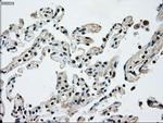 NRBP1 Antibody in Immunohistochemistry (Paraffin) (IHC (P))