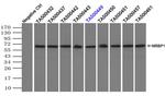 NRBP1 Antibody in Immunoprecipitation (IP)
