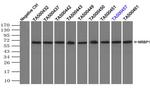 NRBP1 Antibody in Immunoprecipitation (IP)