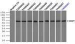 NRBP1 Antibody in Immunoprecipitation (IP)