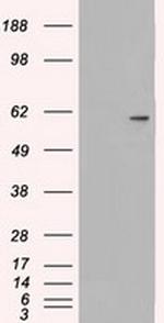 NRBP1 Monoclonal Antibody (OTI2H1), TrueMAB™