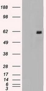 NRBP1 Antibody in Western Blot (WB)