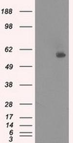 NRBP1 Antibody in Western Blot (WB)