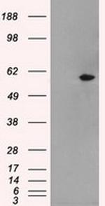 NRBP1 Antibody in Western Blot (WB)